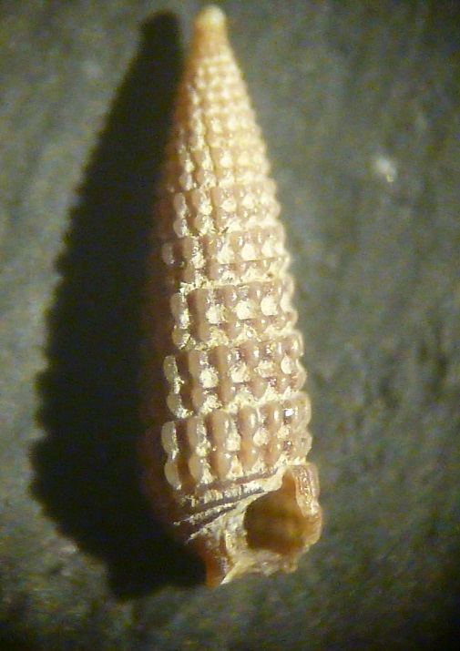 Diizoniopsis coppolae?